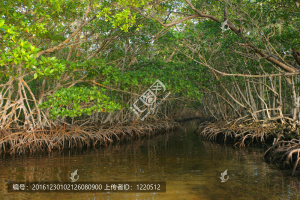 加勒比茂密紅樹林