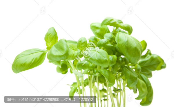 越來越多的年輕甜羅勒；植物中分離出來的白