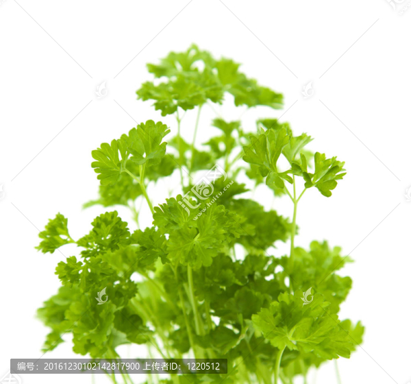 越來越多的年輕的柯利香菜植物中分離出來的白