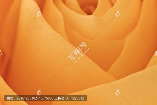 橙玫瑰的宏