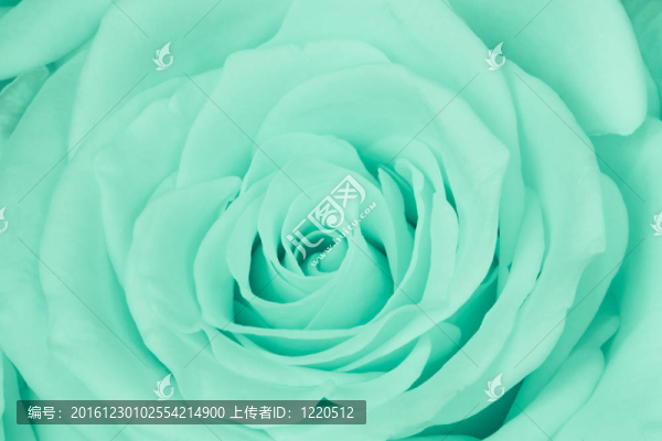 綠薔薇特寫