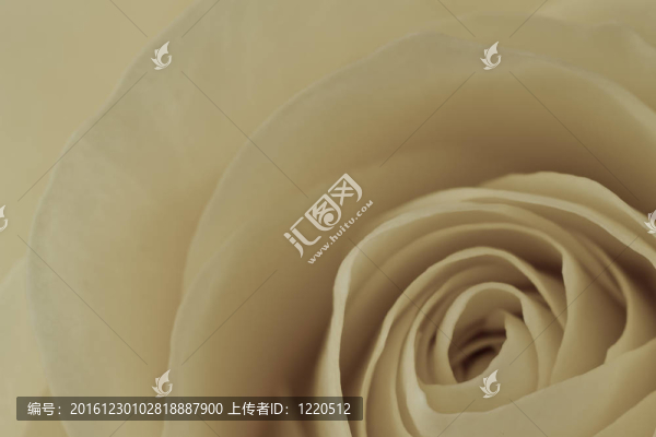 白玫瑰的宏