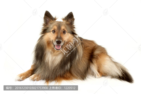 毛茸茸的牧羊犬