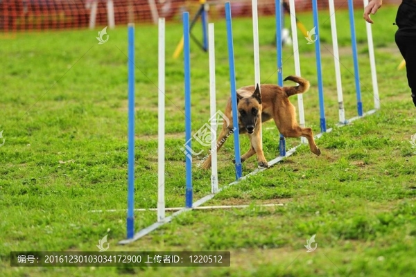 比利時牧羊犬馬里努阿犬敏捷性測試