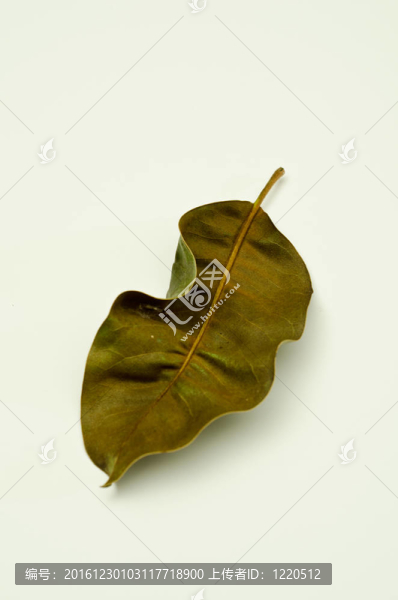 玉蘭葉
