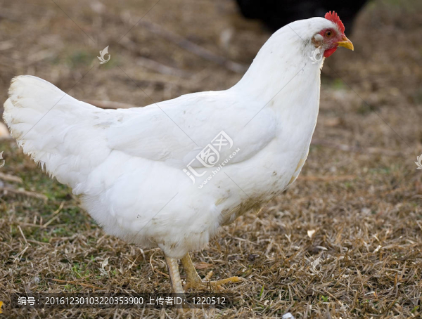 冒充雞