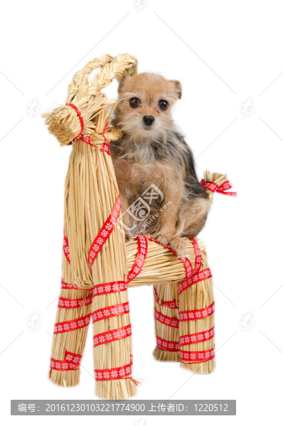 騎在Santa的raindeer圣誕狗