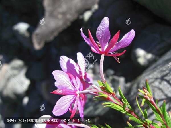 粉紅色的花和山的風(fēng)景。高加索地區(qū)的夏天