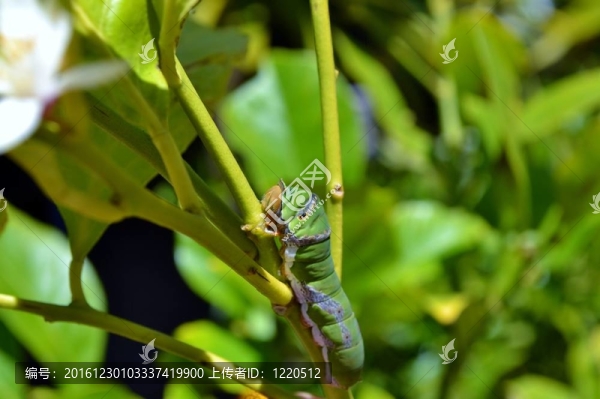 綠色的大卡特彼勒