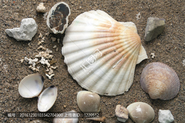 海貝殼