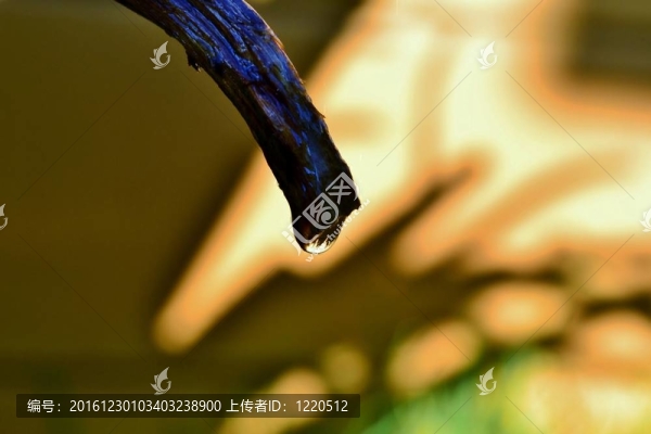 蘆薈葉的雨滴