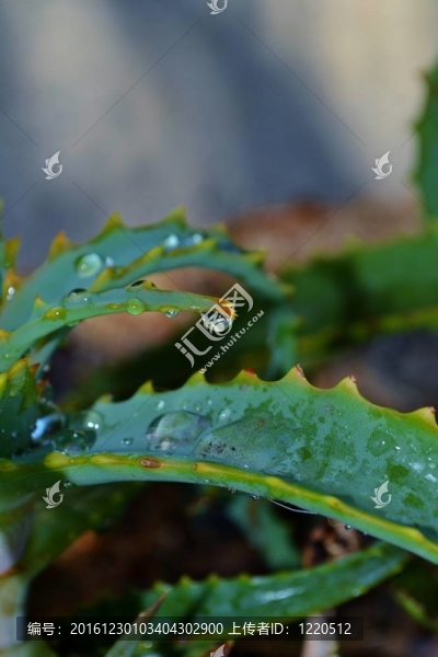 蘆薈葉的雨滴