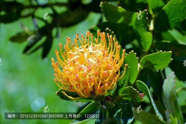 針墊花