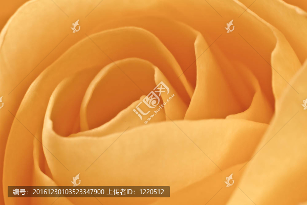 橙玫瑰的宏