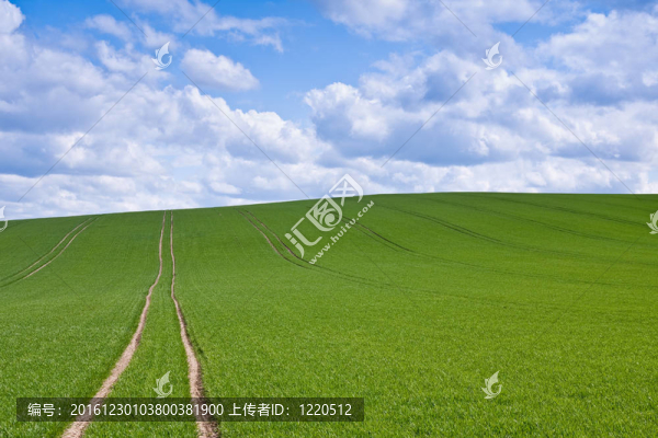 綠色的田野