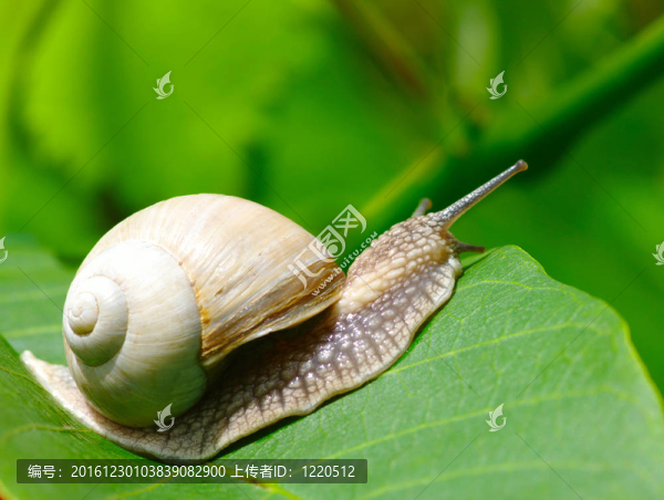 蝸牛