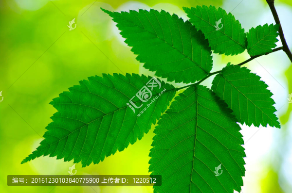 綠色的葉子