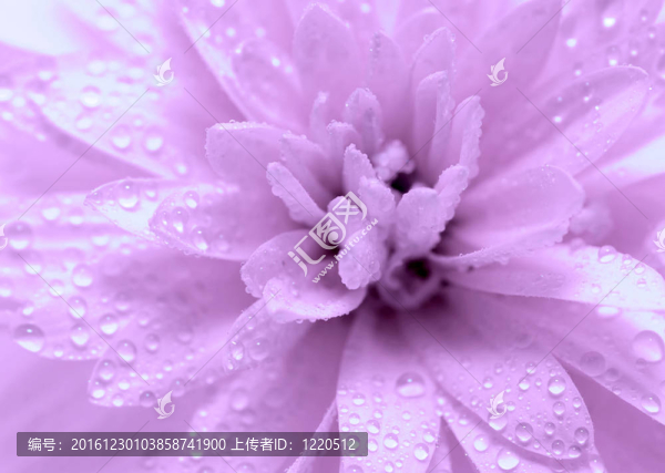 摘要花瓣