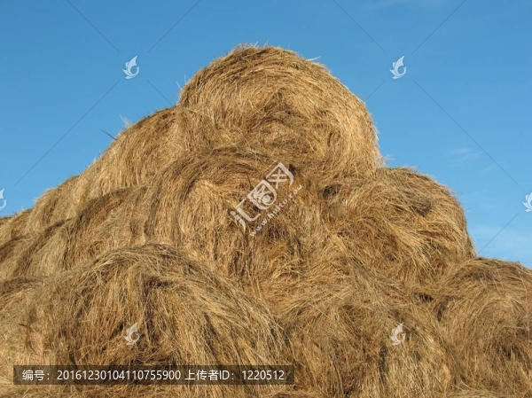 瑞克的稻草