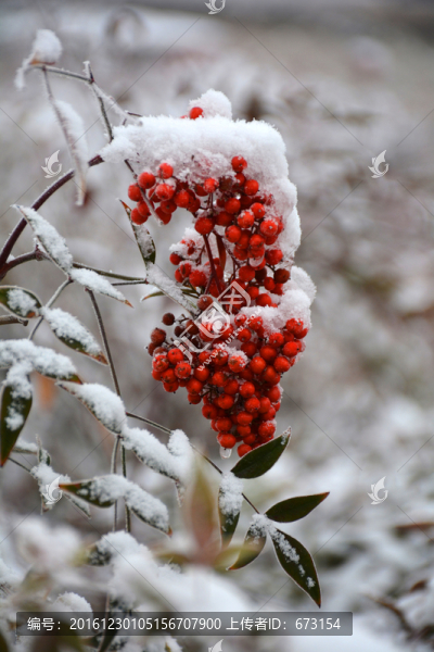 雪里紅果子