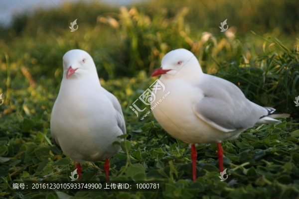 親情之美