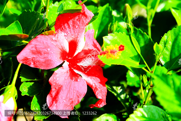 紅花