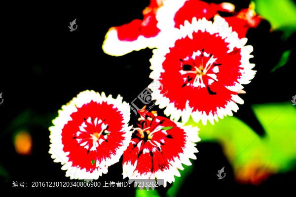 香石竹