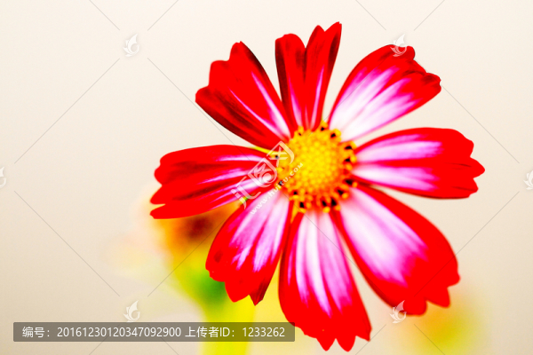 紅花
