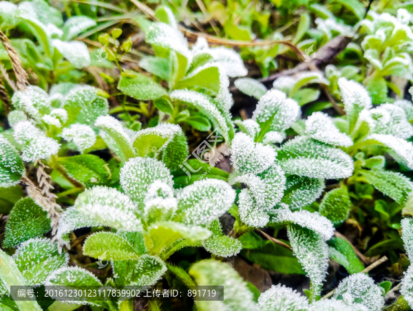 起霜,霜降,掛霜的植物,霧凇