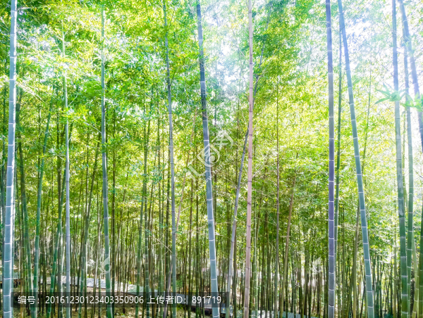 竹林風(fēng)光