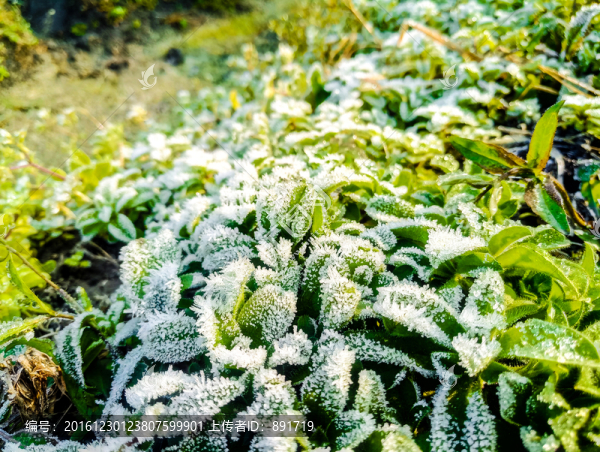 起霜,霜降,掛霜的植物,霧凇