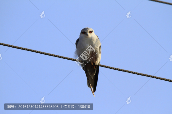 黑翅鳶
