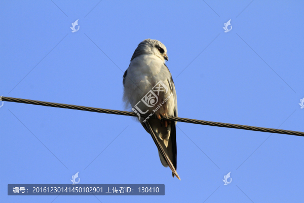 黑翅鳶