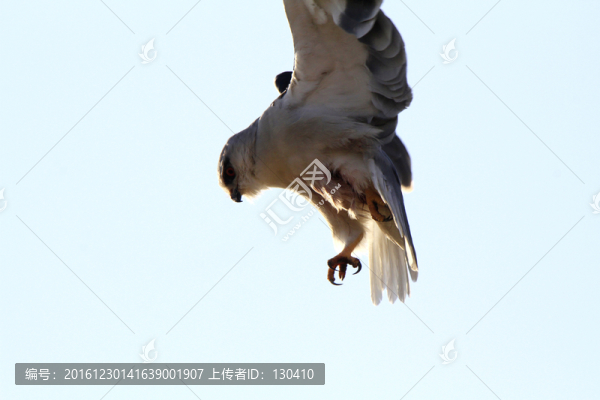 黑翅鳶