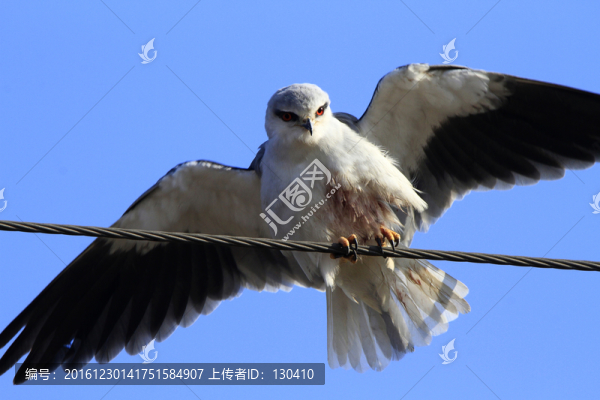 黑翅鳶