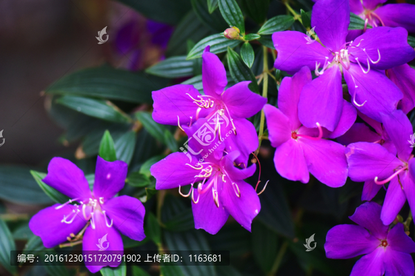 巴西野牡丹