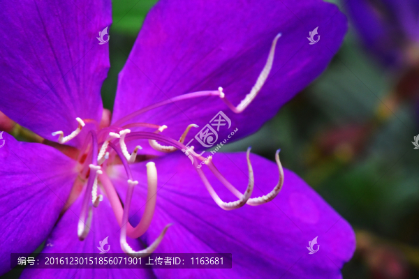 巴西野牡丹