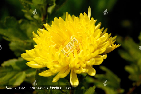 盛開,菊花