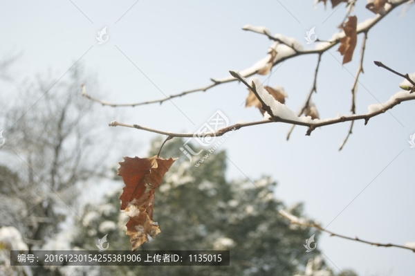 枯葉,雪