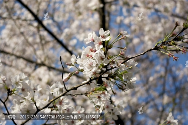 櫻花