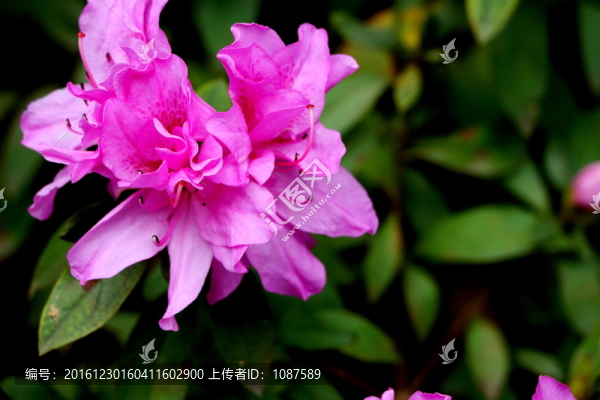 杜鵑