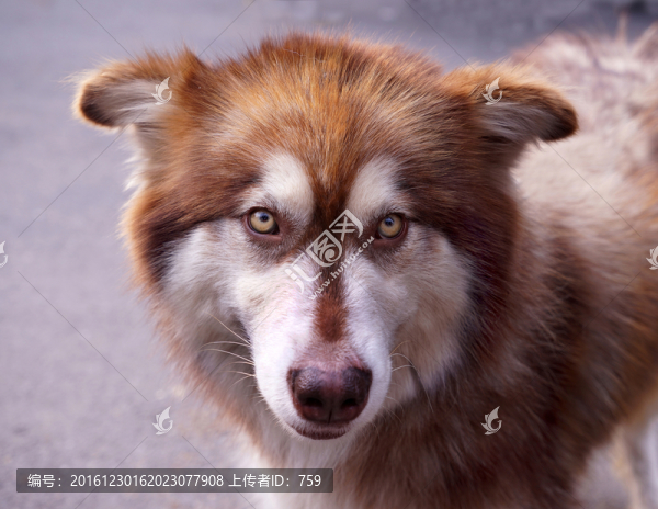 名犬
