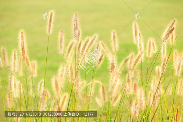 小清新狗尾巴草