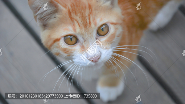 貓咪