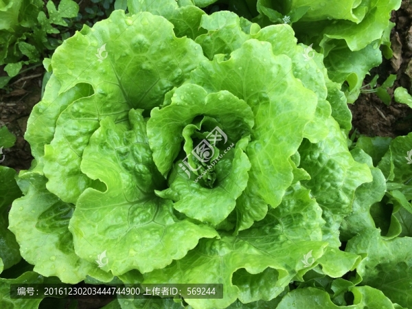 生菜