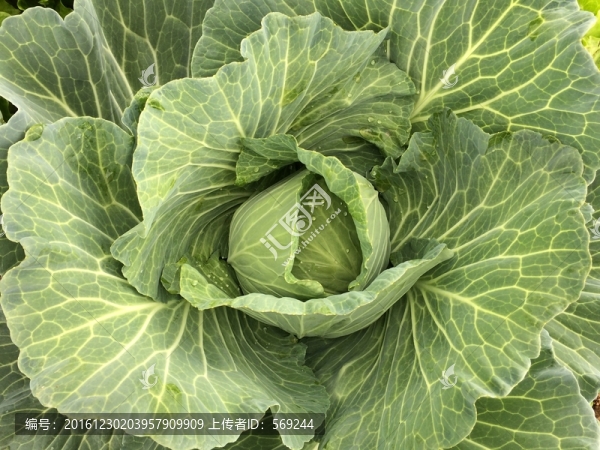 菠菜