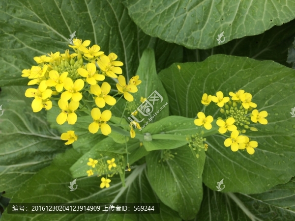 黃菜花