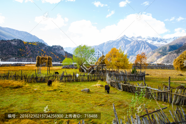 牧場,然烏湖,秋色