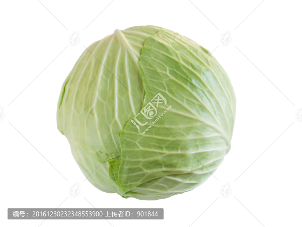 卷心菜
