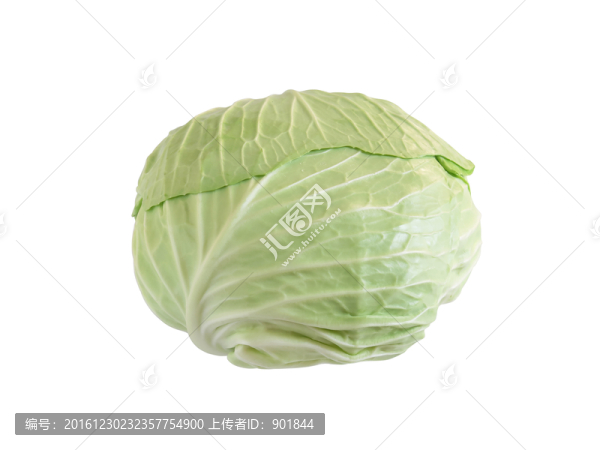 卷心菜